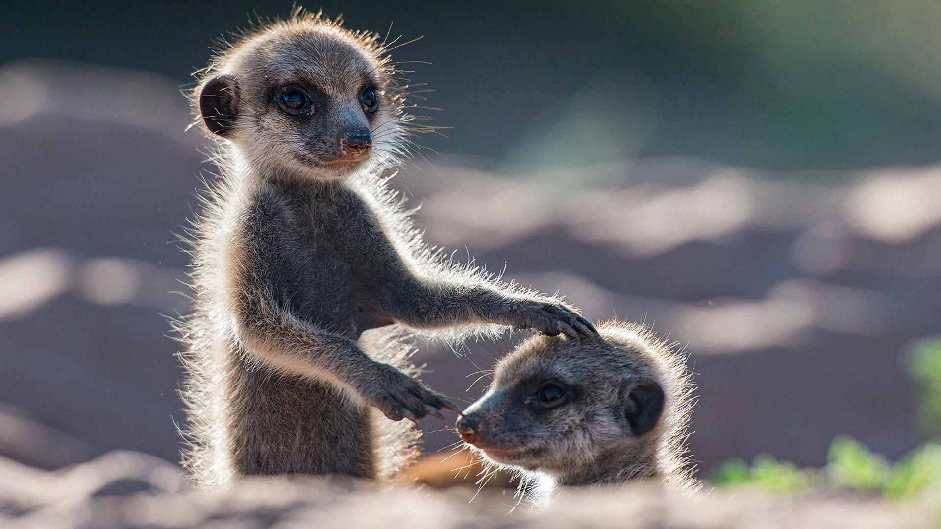 Il grande fratello della natura stagione 1
