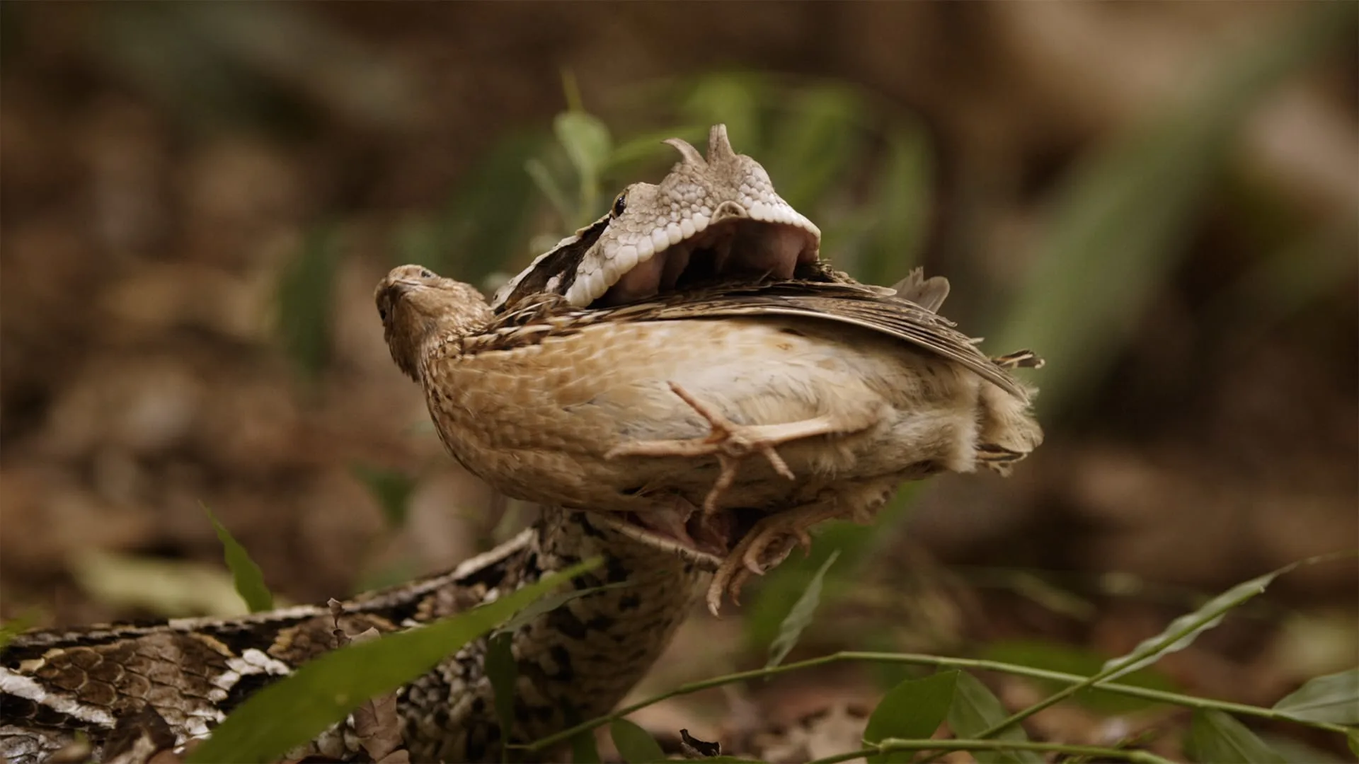 La natura più pazza del mondo stagione 1