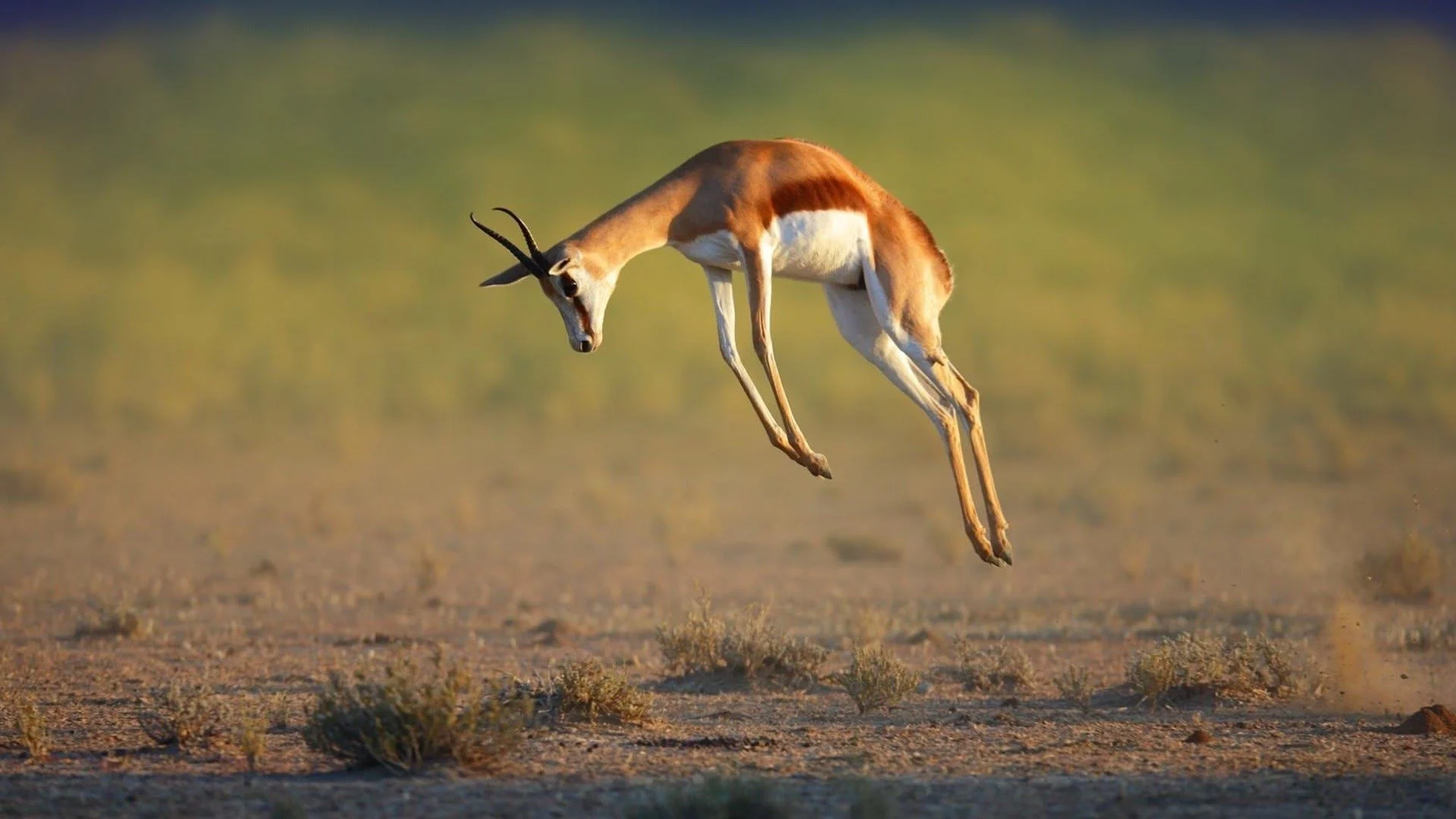 I grandi ballerini della natura stagione 1