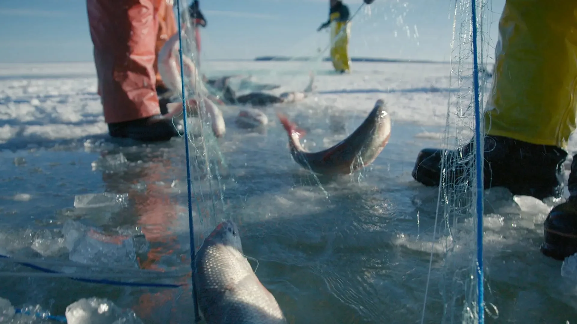 Ice Vikings stagione 2