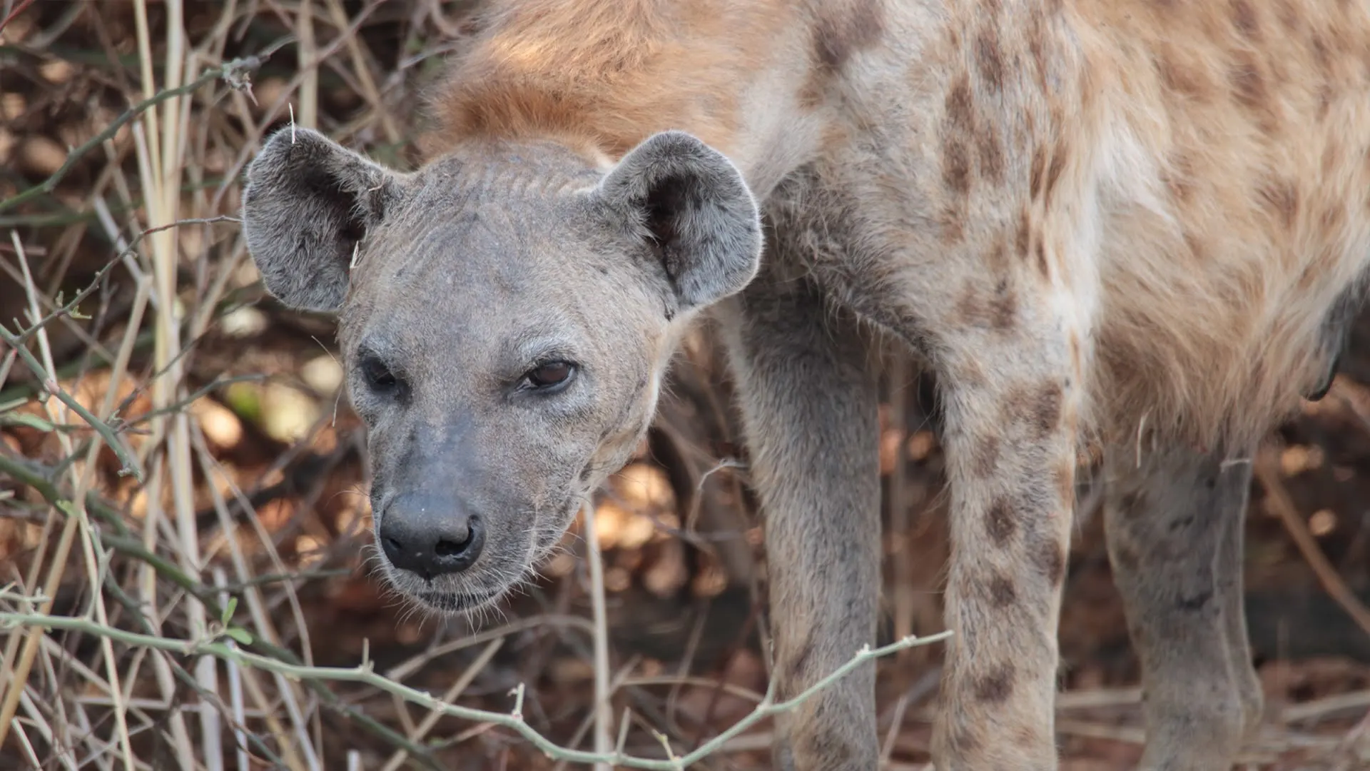 Cacciatori africani stagione 3