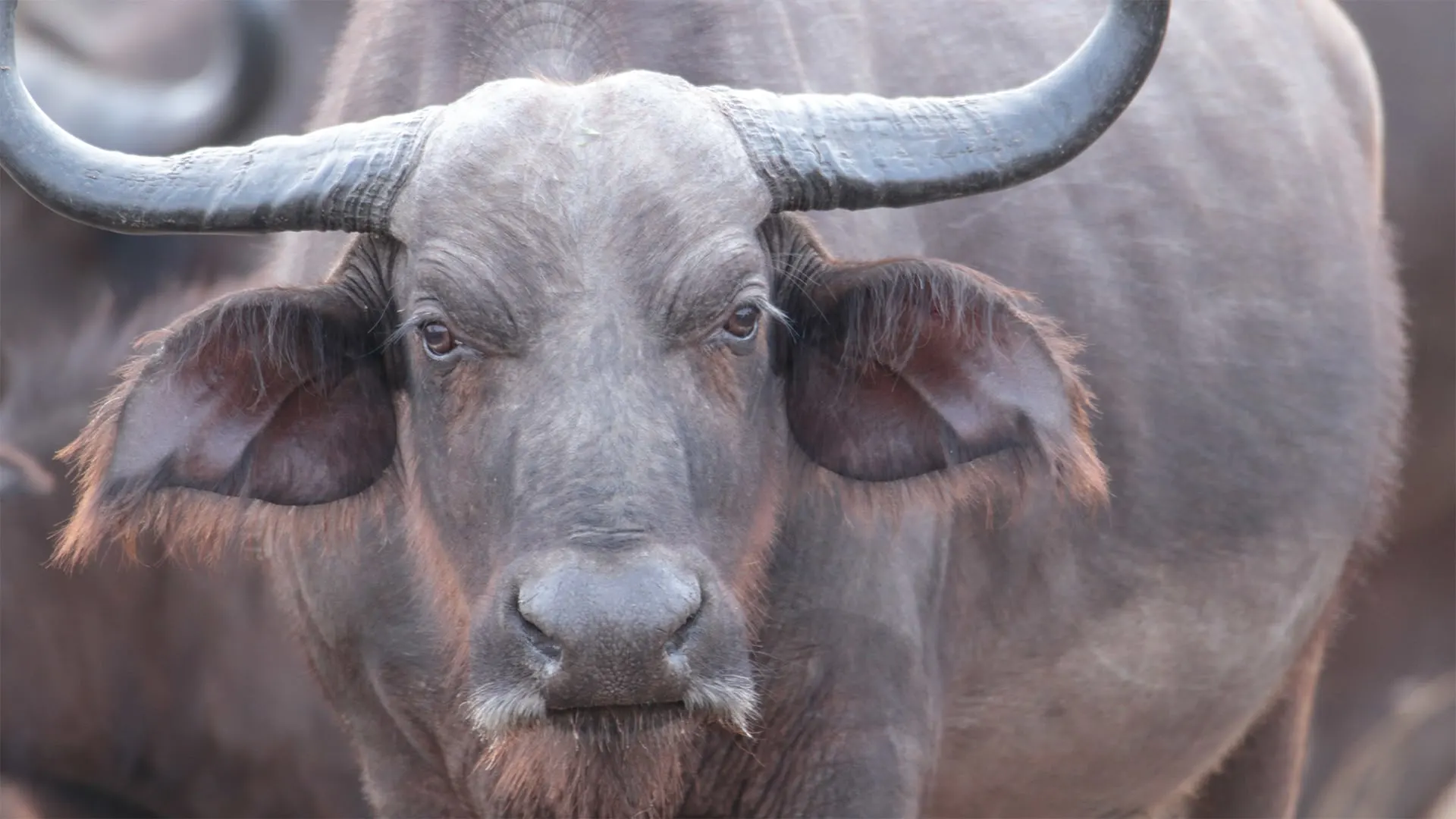 Cacciatori africani stagione 3