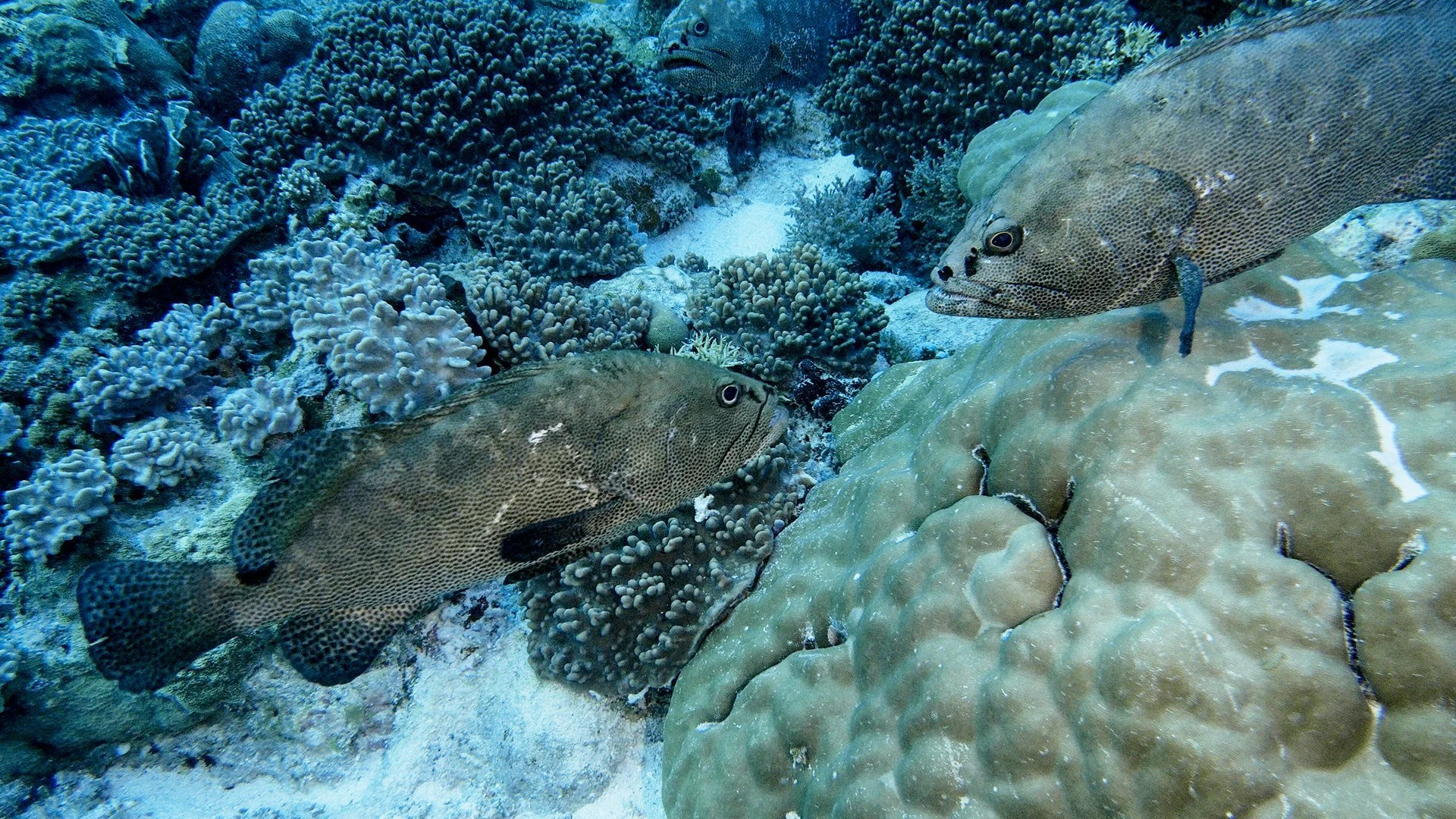 La battaglia dei predatori stagione 1
