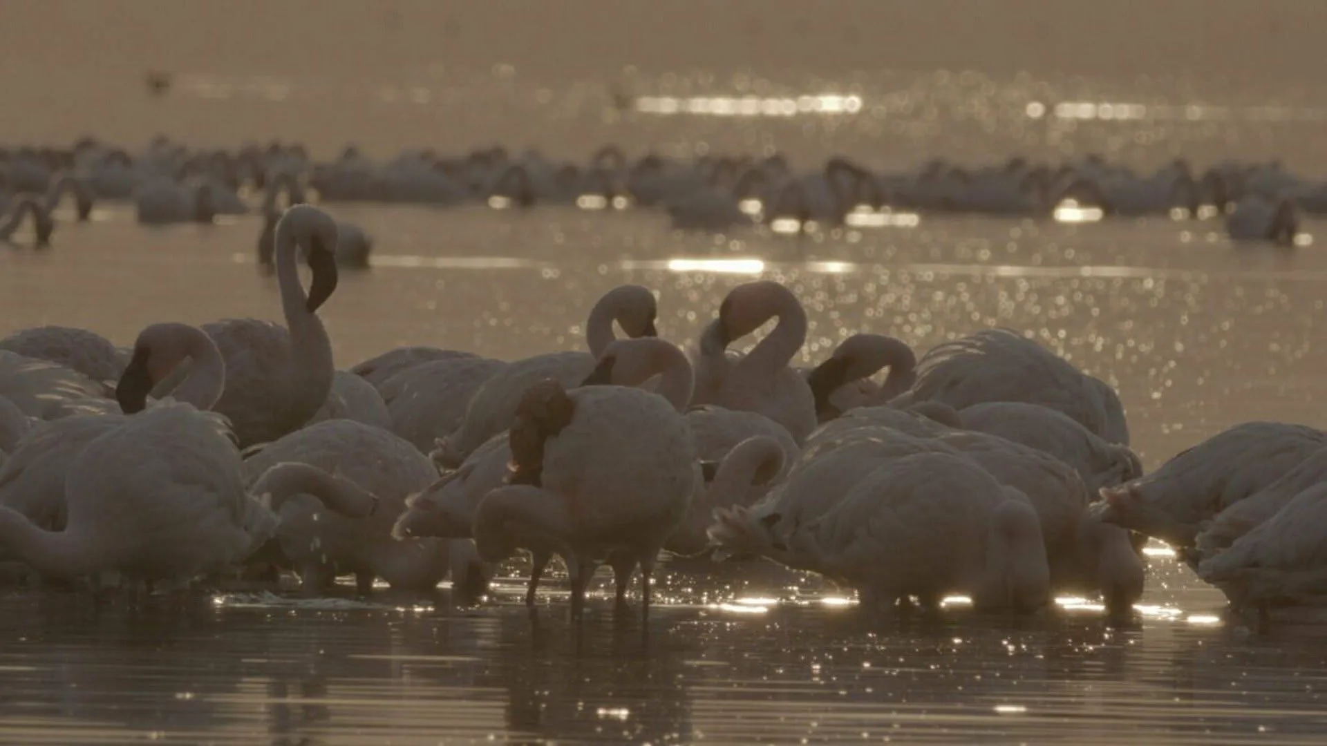 Pianeta Terra: Lo spettacolo della natura stagione 1