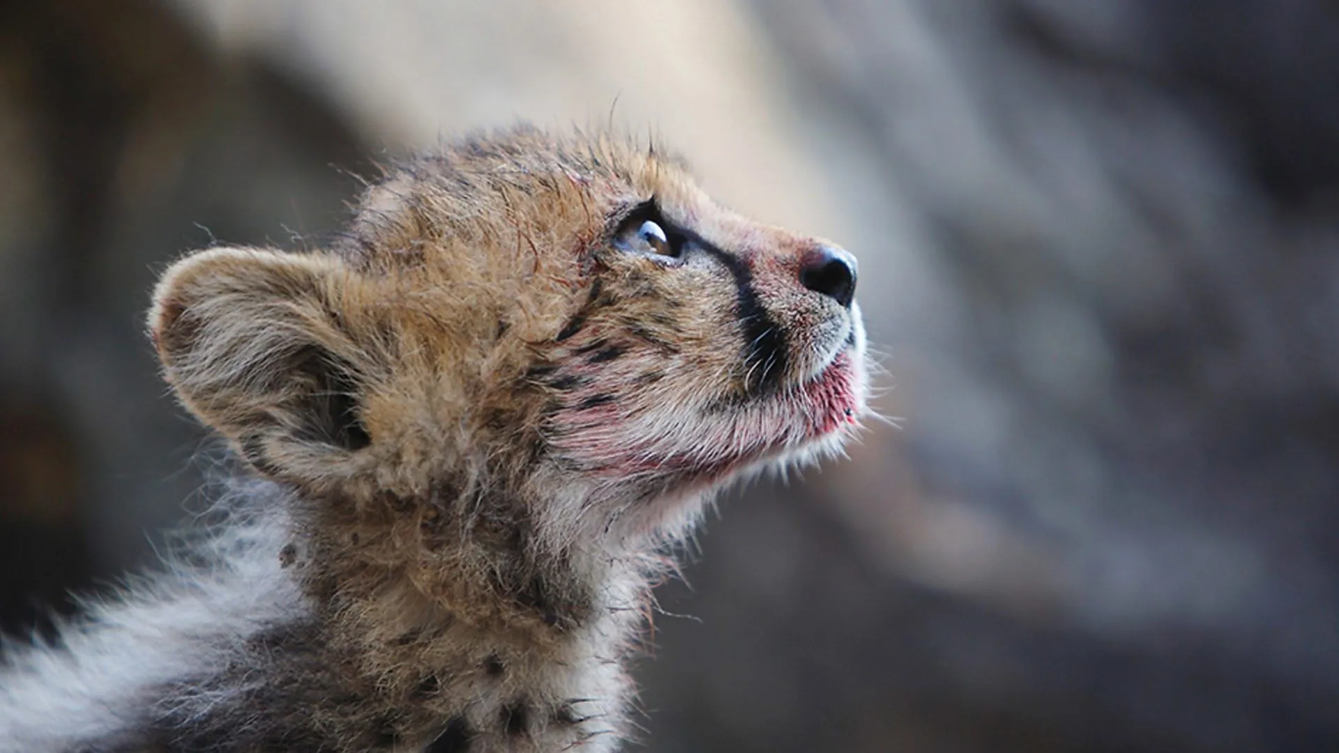 Natural World stagione 2017