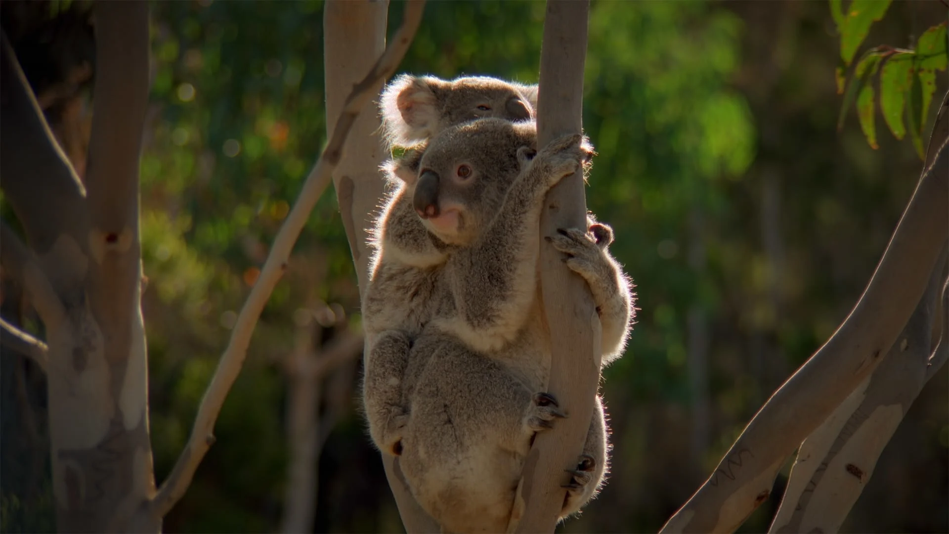 La natura più pazza del mondo stagione 1