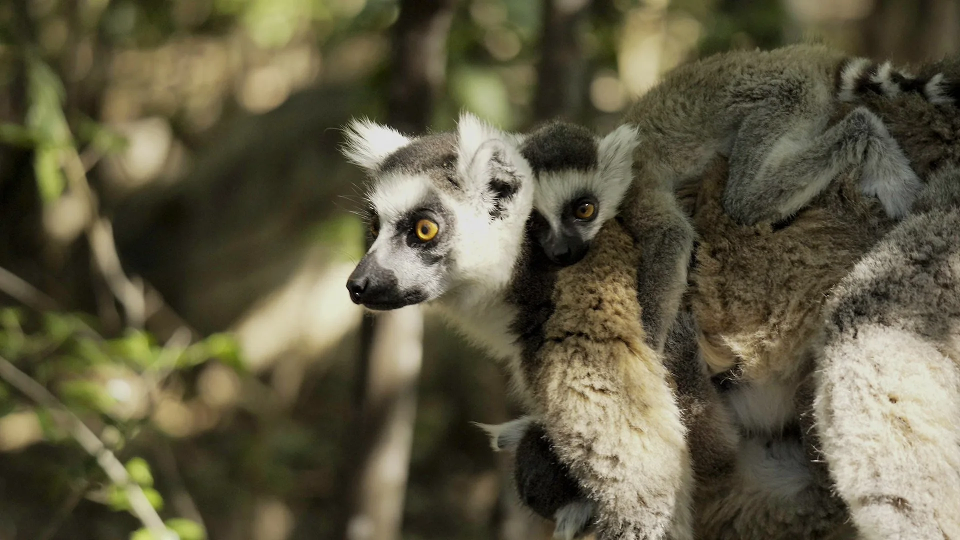 La battaglia dei predatori stagione 1