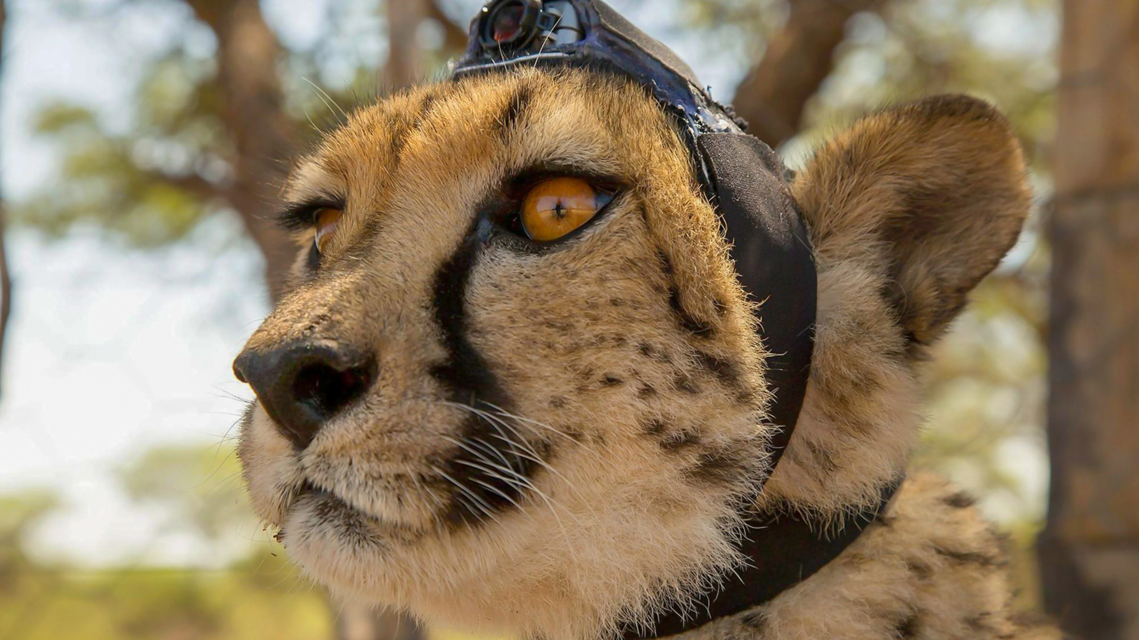 Il grande fratello della natura stagione 1