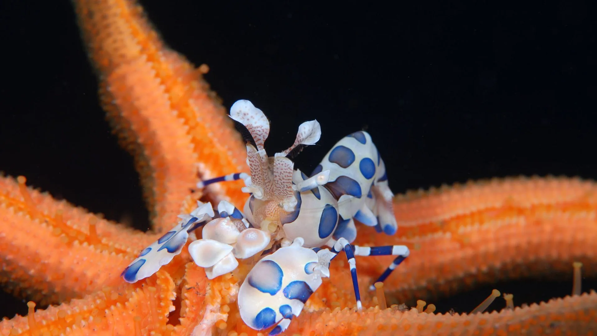 Abissi alieni stagione 1