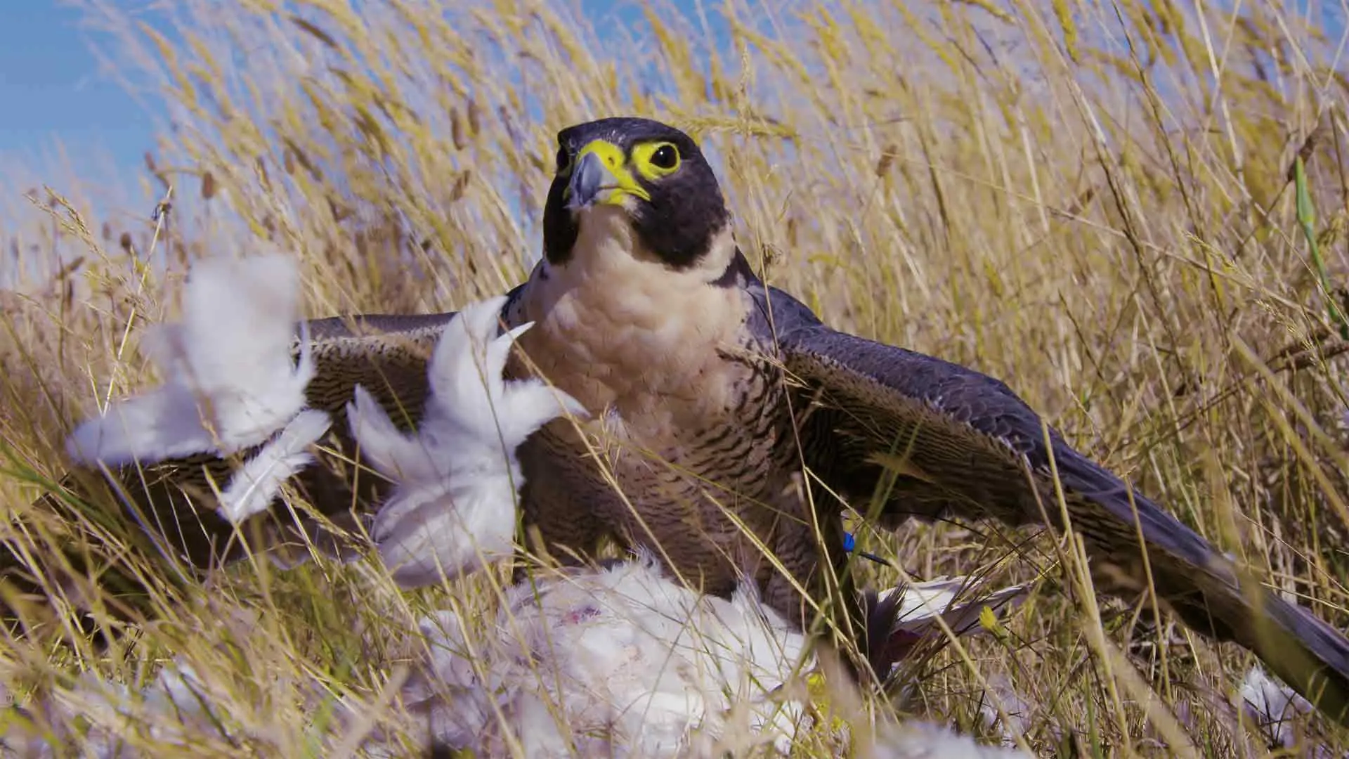 Australia Selvaggia stagione 1