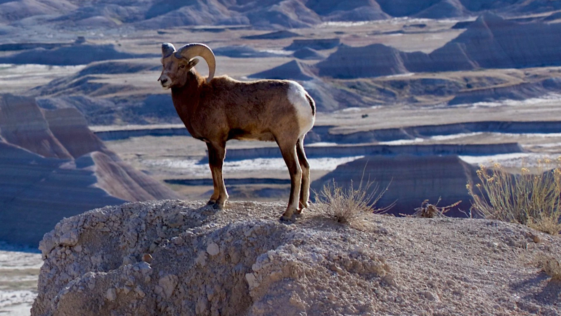 Badlands selvagge