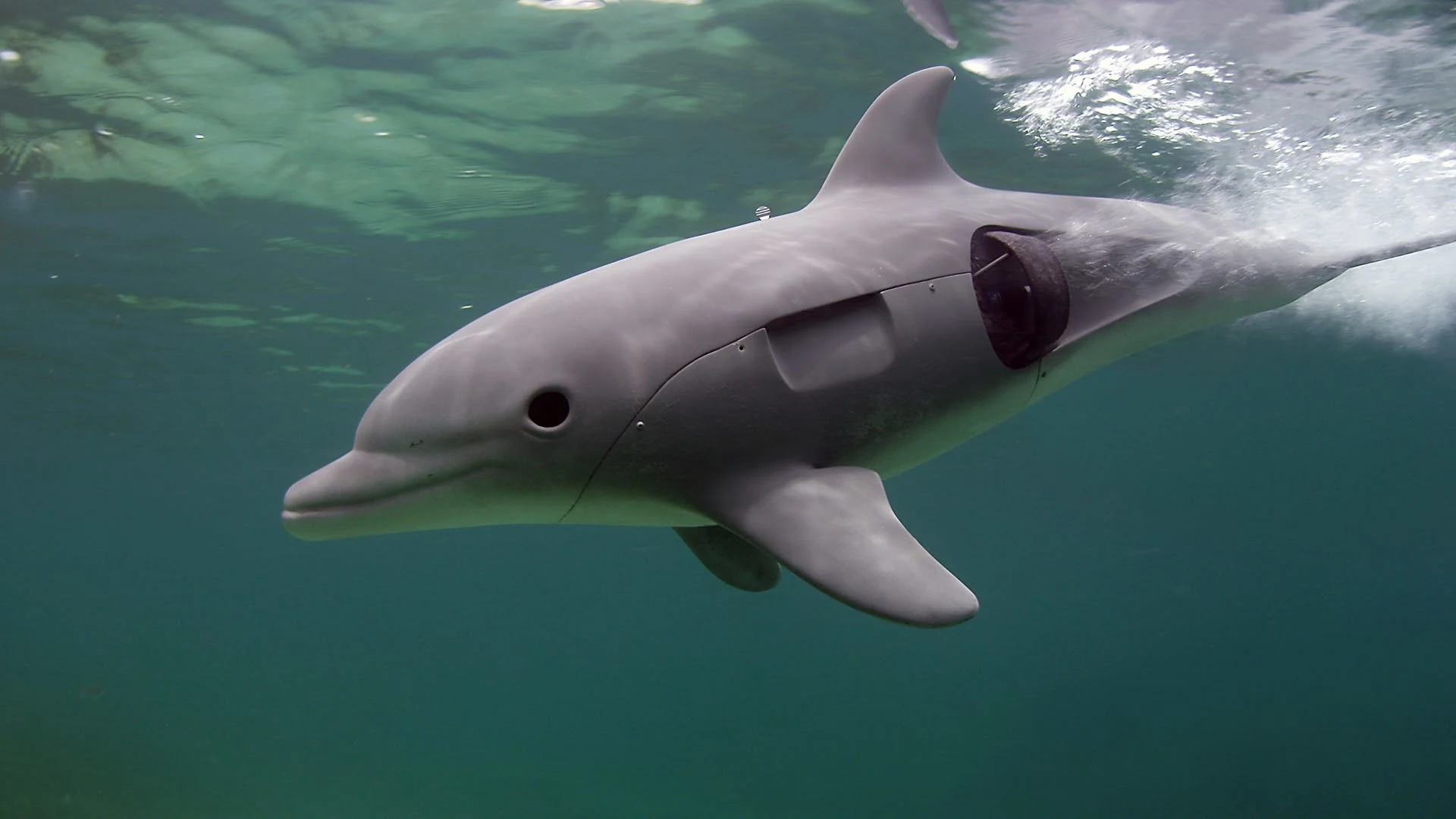 Una spia tra i delfini stagione 1