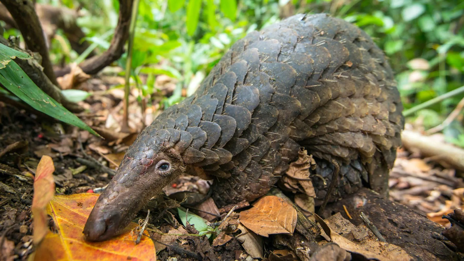 Borneo da salvare stagione 1