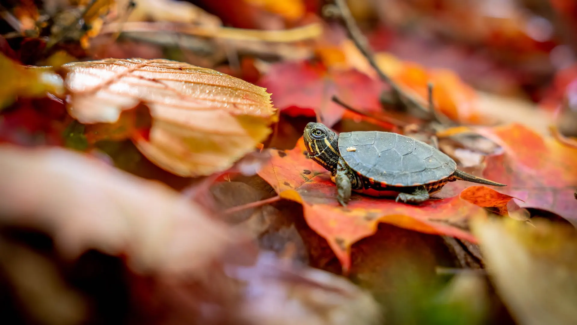 Little Heroes: Piccole grandi avventure stagione 1