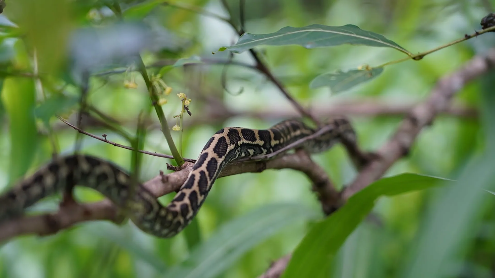 Australia: A caccia di serpenti stagione 1