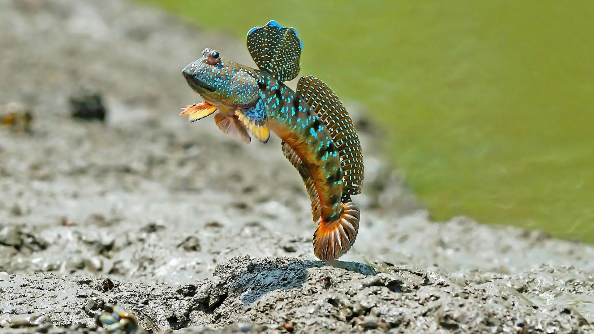 I grandi ballerini della natura stagione 1