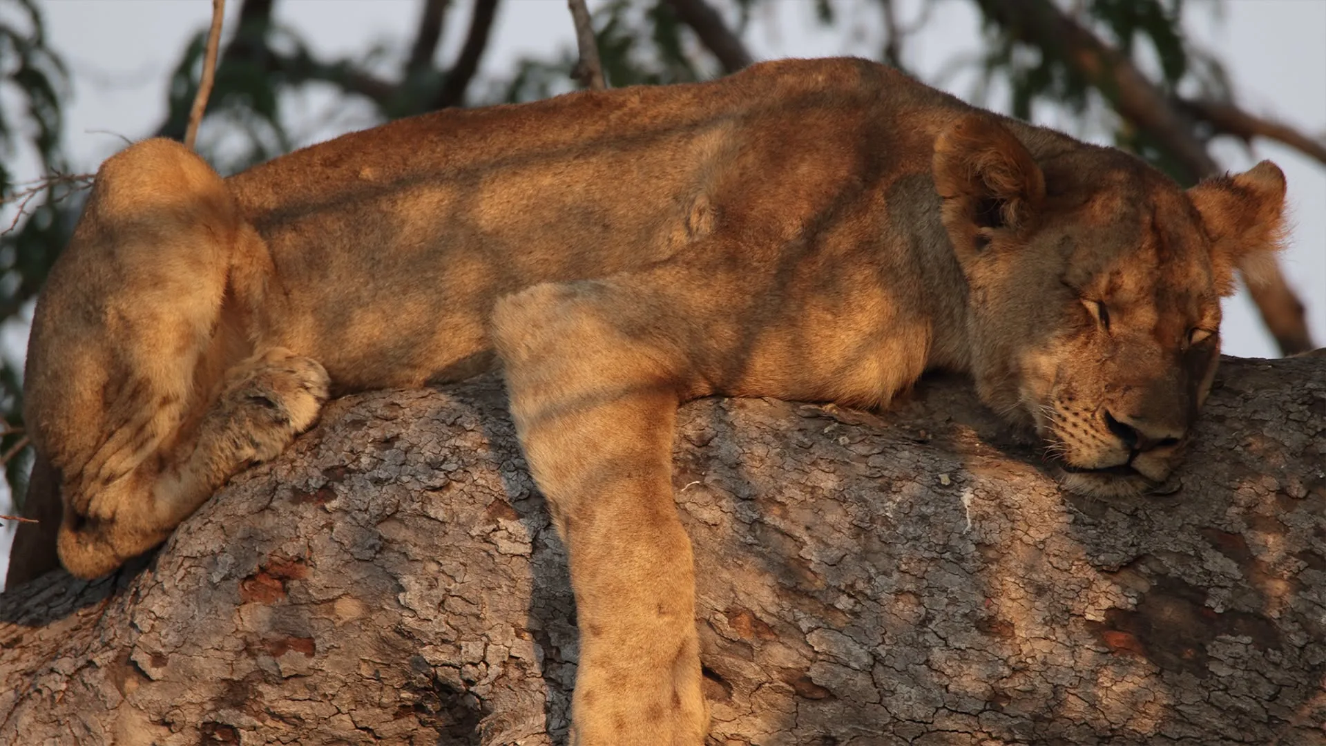 Cacciatori africani stagione 3