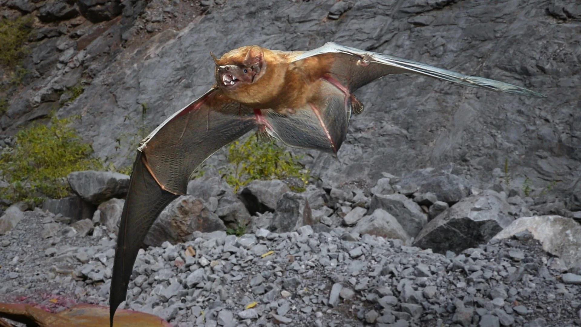 Predatori letali stagione 1