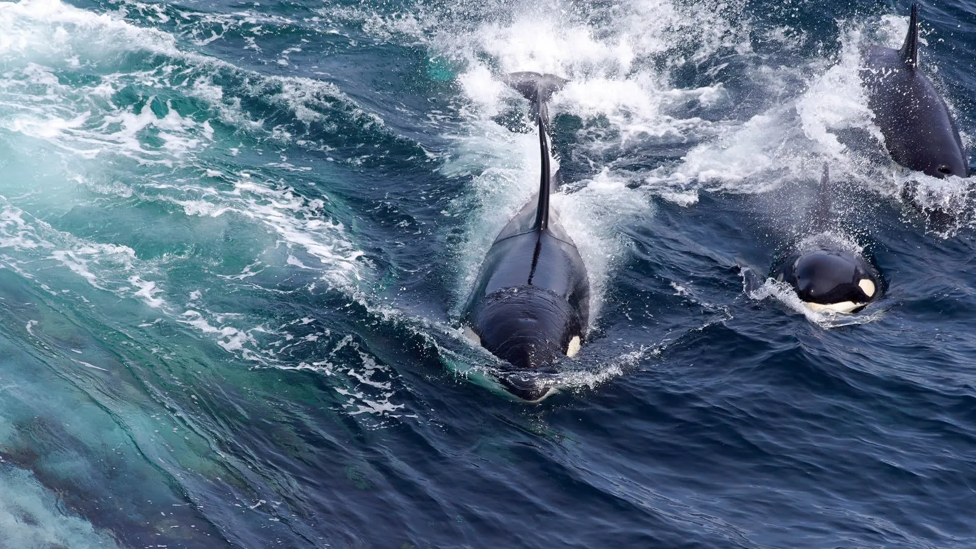 Creature nate dalla tempesta stagione 1