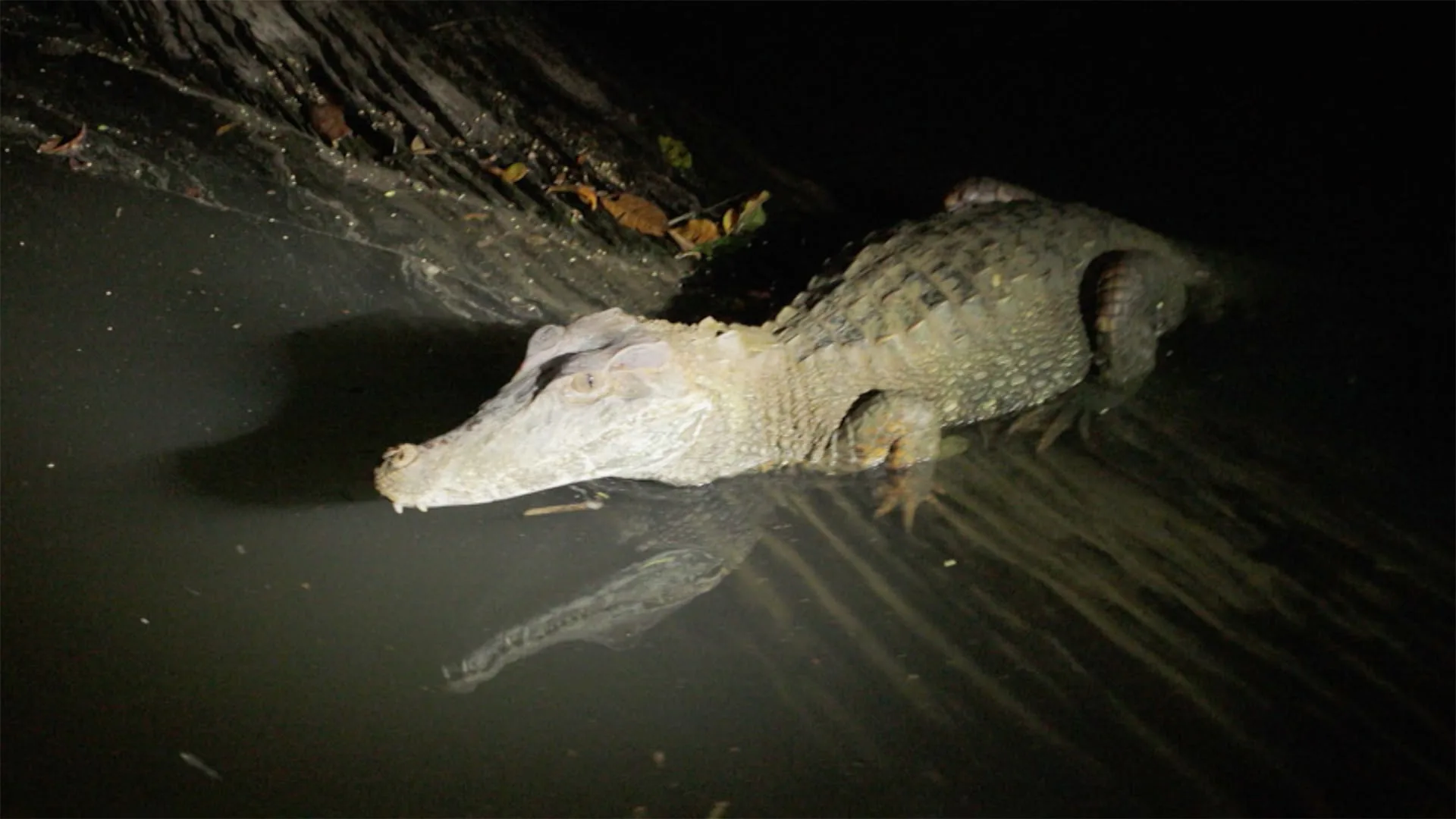 Chasing Monsters: A caccia di mostri stagione 3