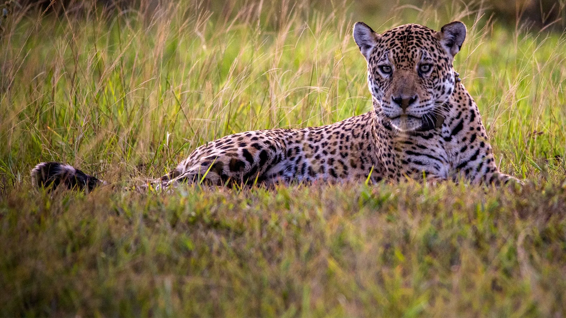 Diario di un giaguaro  stagione 1