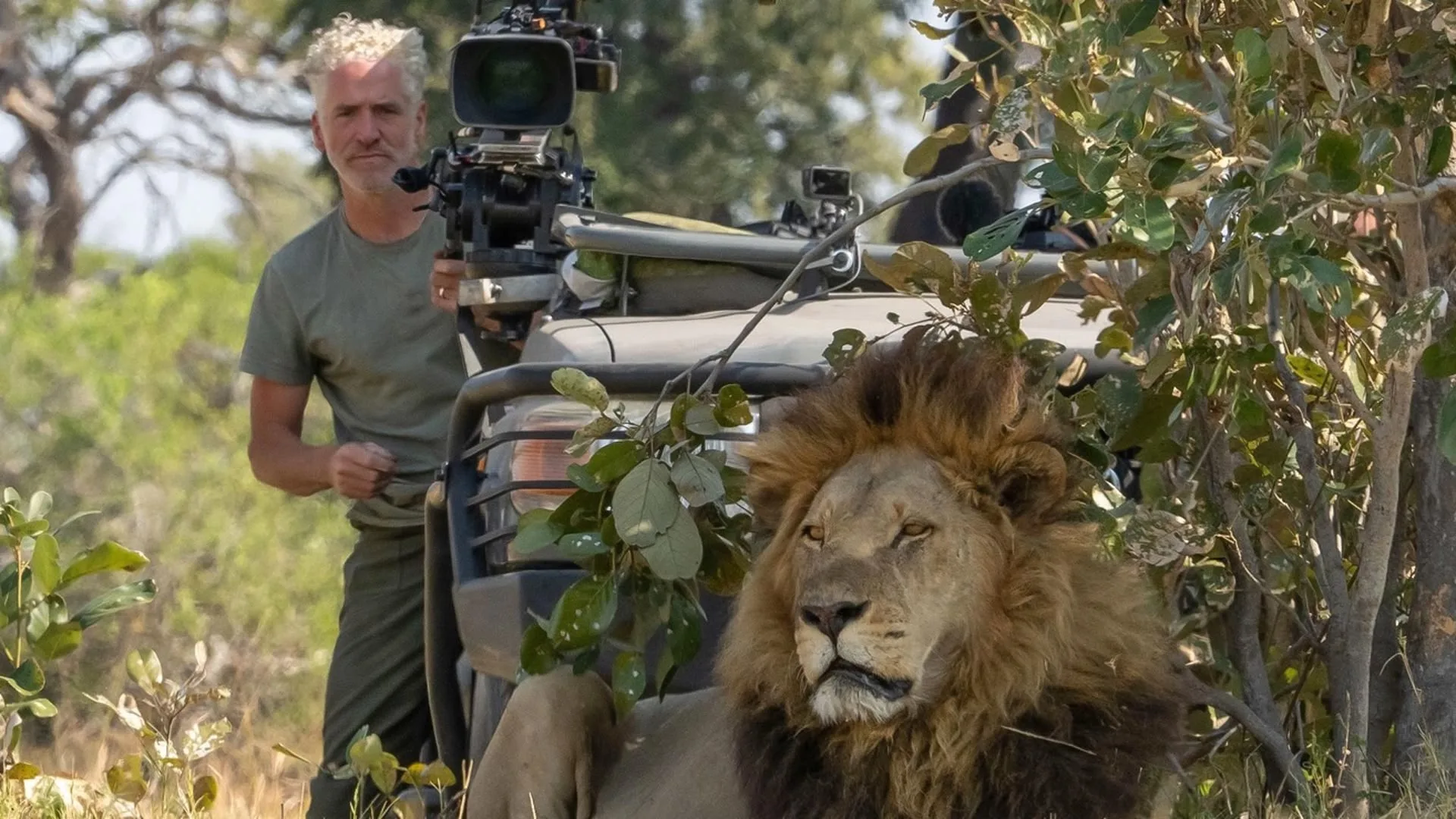 Grandi felini: Dall'alba al tramonto stagione 1