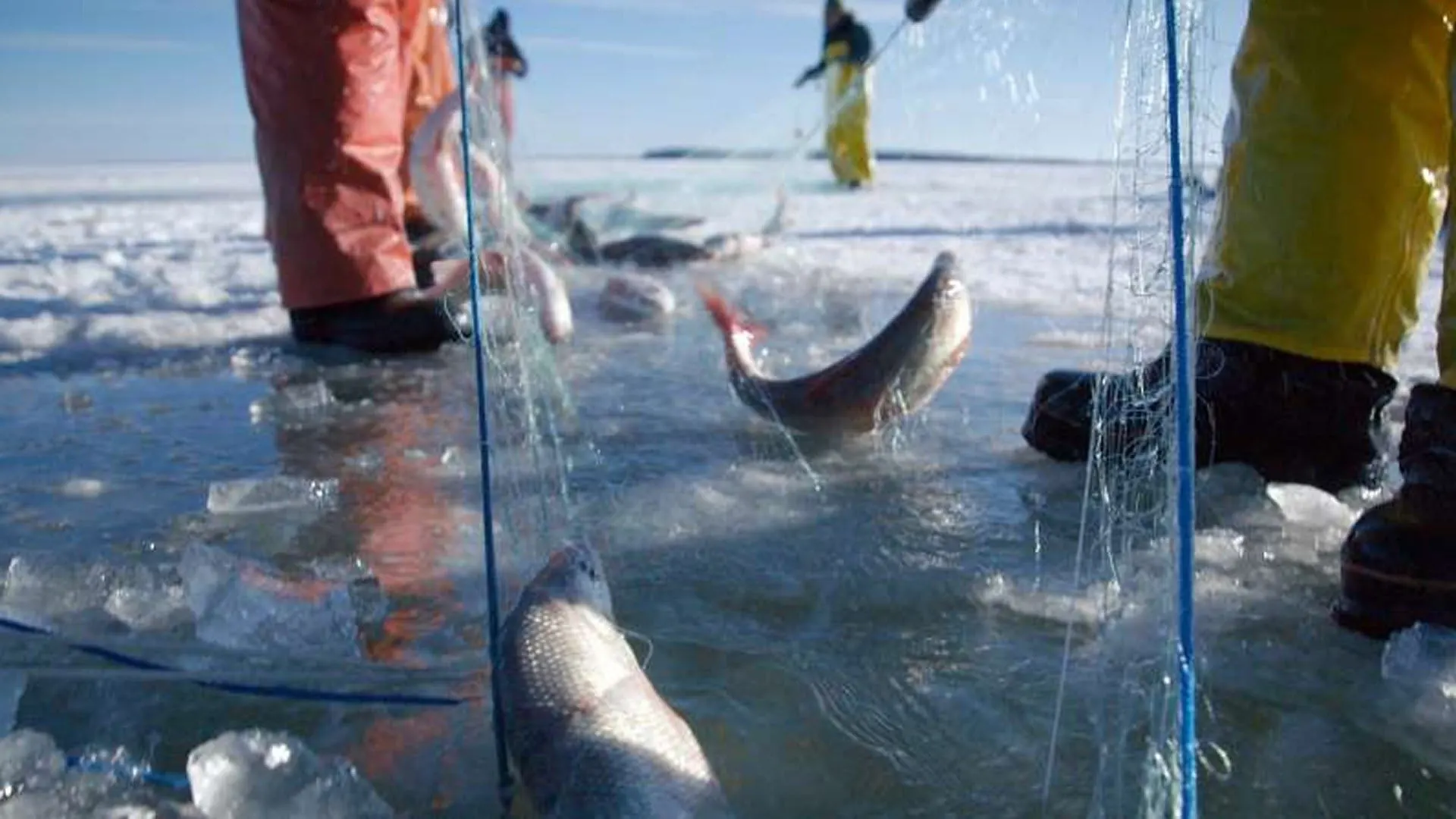 Ice Vikings stagione 2