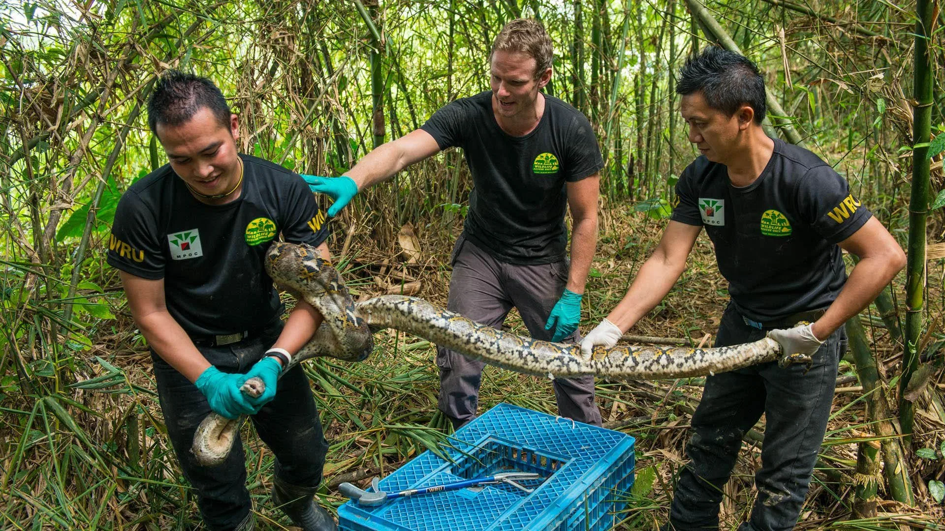 Borneo da salvare stagione 1