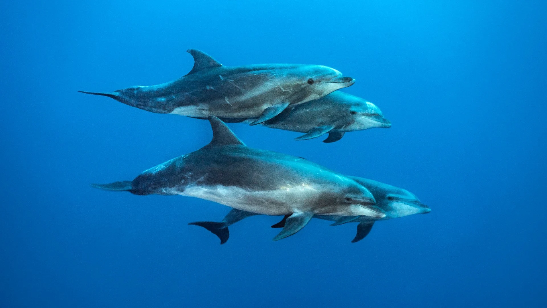 Gli Einstein della natura stagione 1