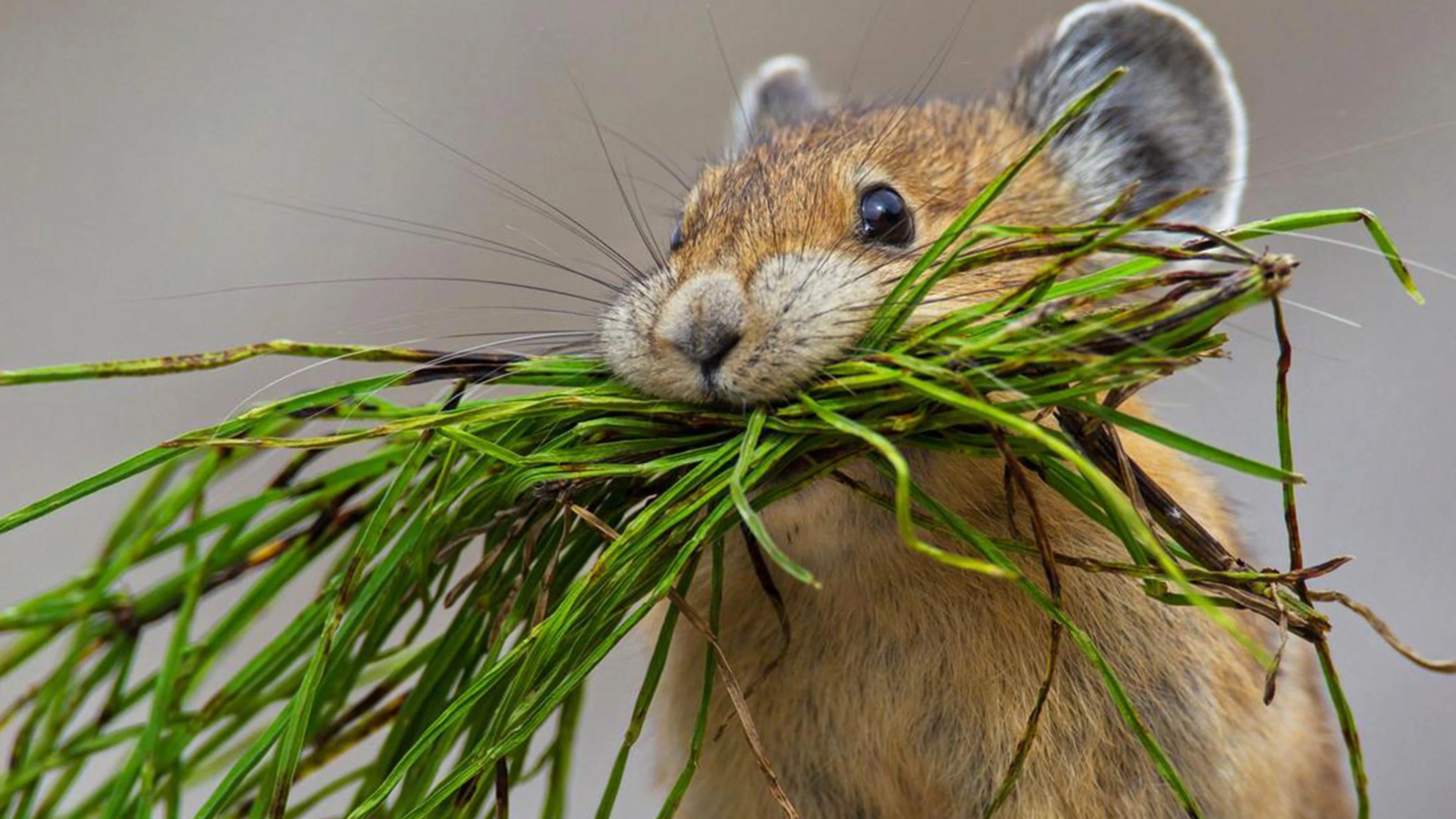 Natural Born Rebels: Ribelli per natura stagione 1