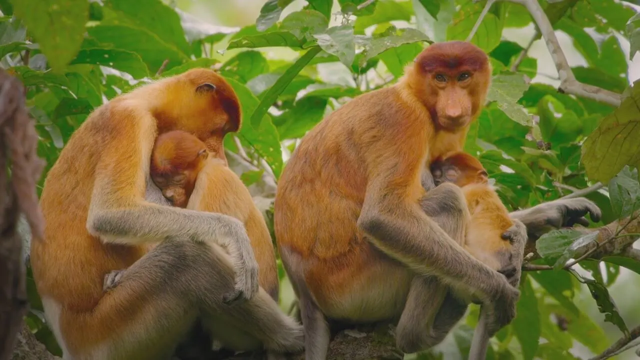 Eden - Pianeta selvaggio stagione 1