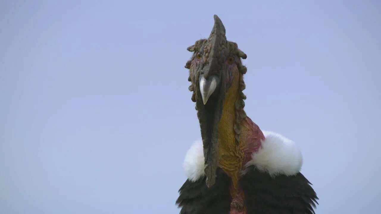 Eden - Pianeta selvaggio stagione 1