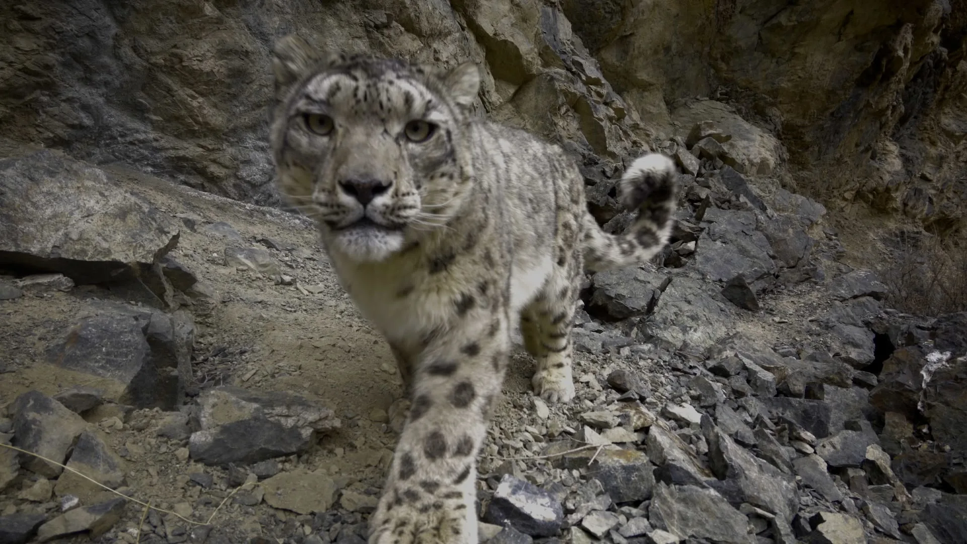 Il leopardo delle nevi stagione 1