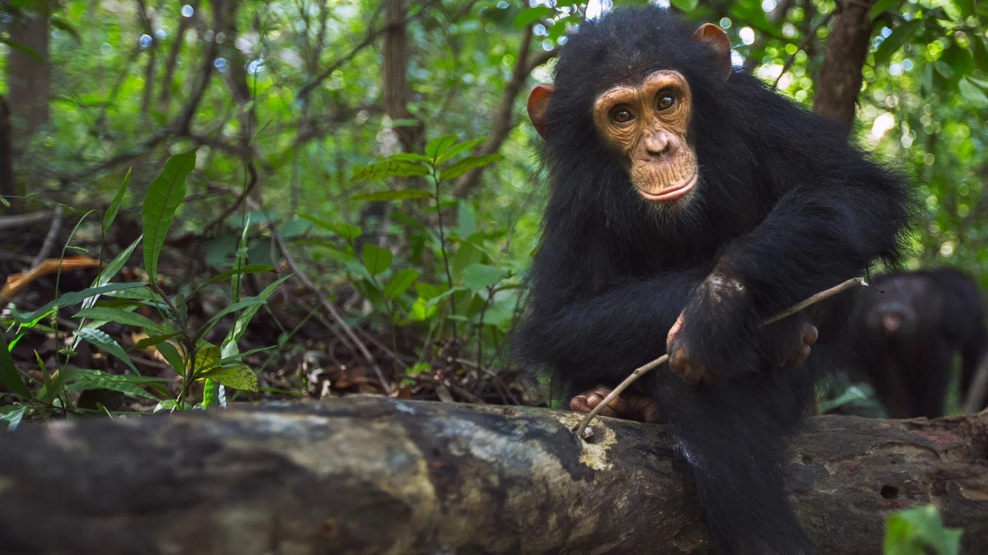 Gli Einstein della natura stagione 1
