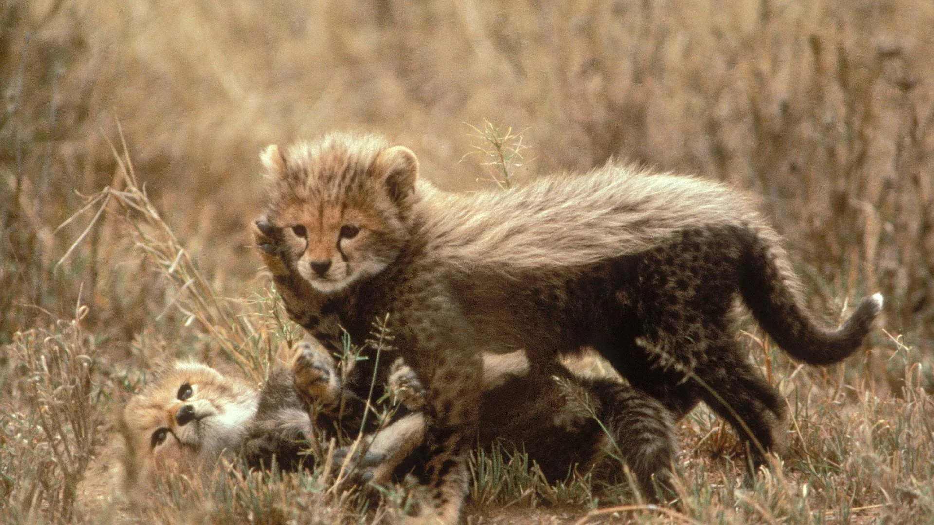 Gli Einstein della natura stagione 1