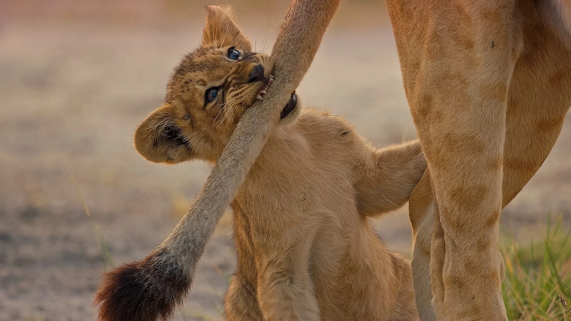Grandi felini: Dall'alba al tramonto stagione 1