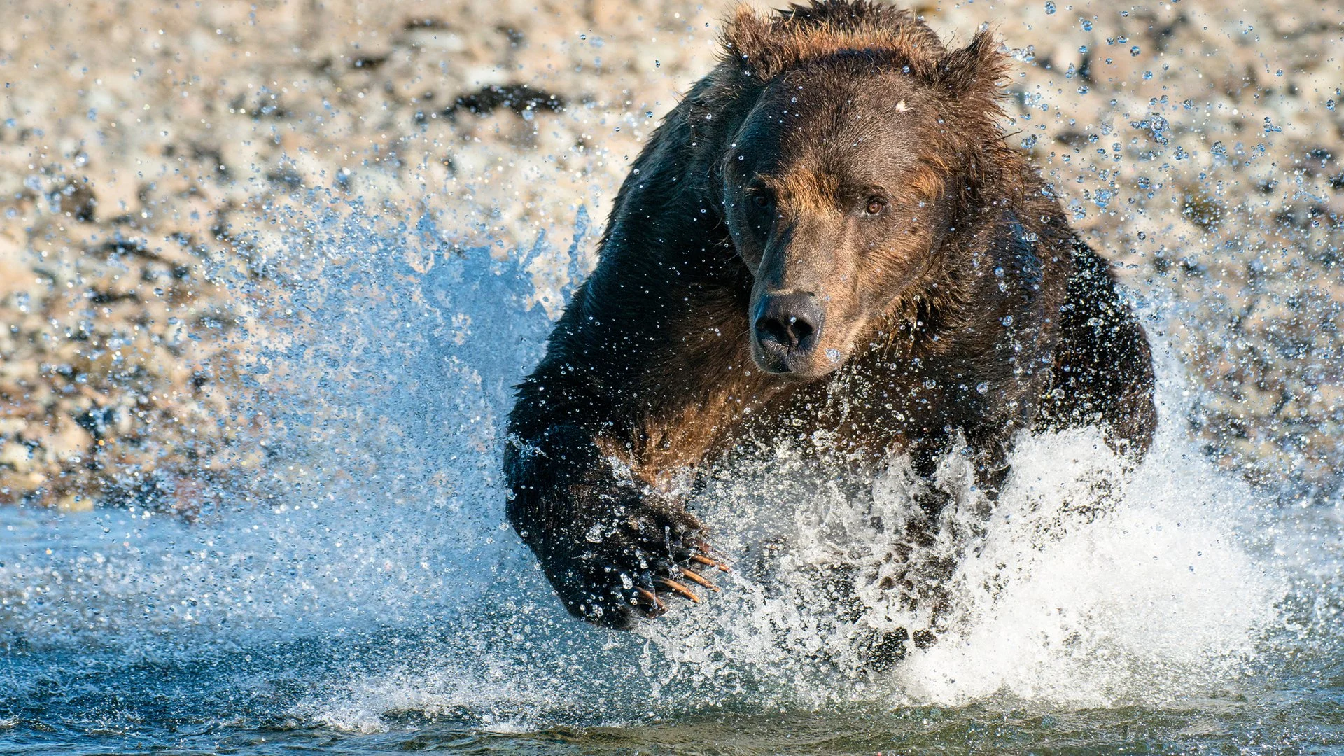 I gladiatori della natura stagione 1