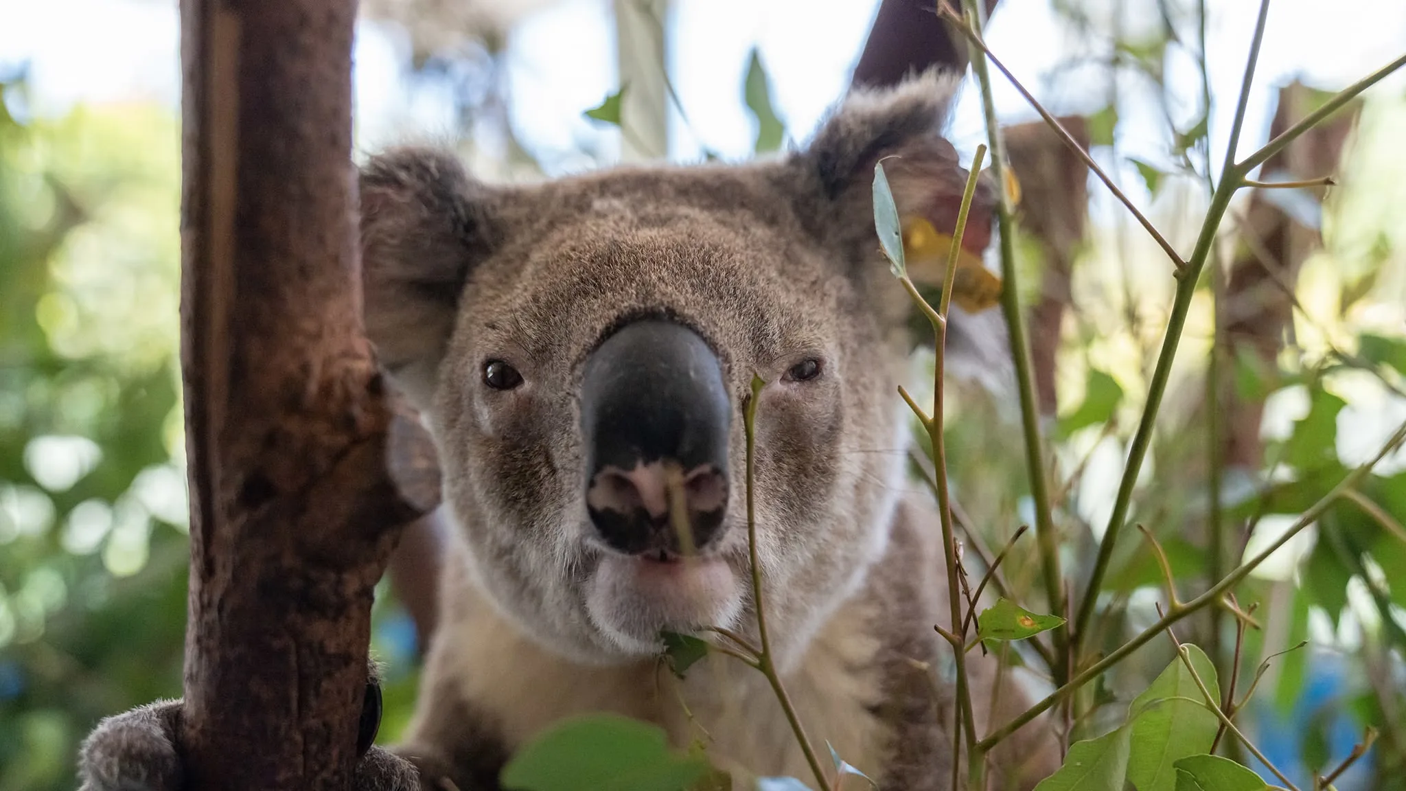 I nostri migliori amici animali stagione 1