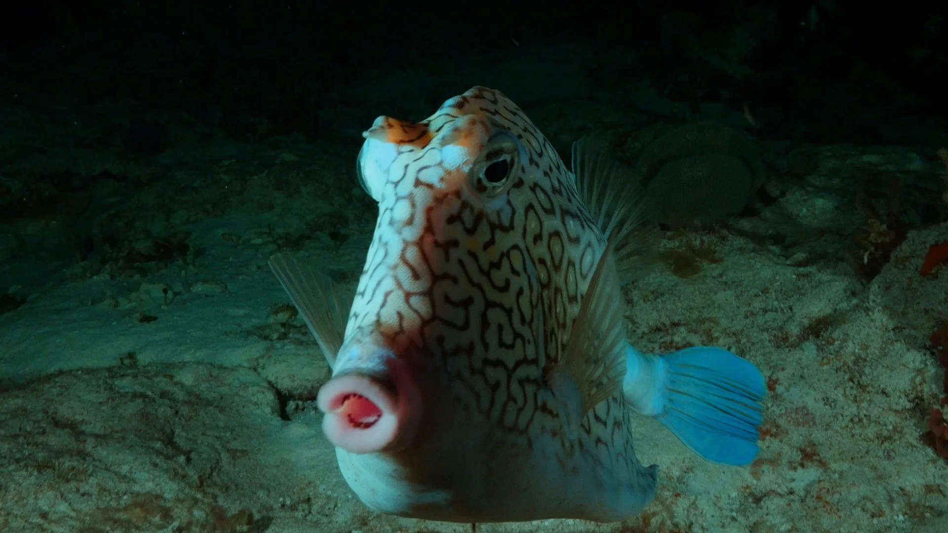 I relitti delle barriere coralline stagione 1