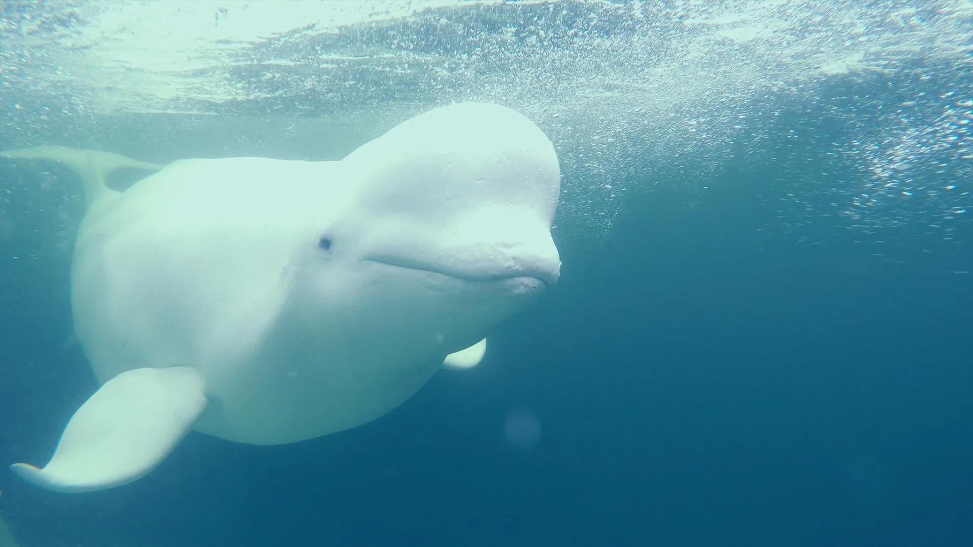 I segreti dell'Artide stagione 2