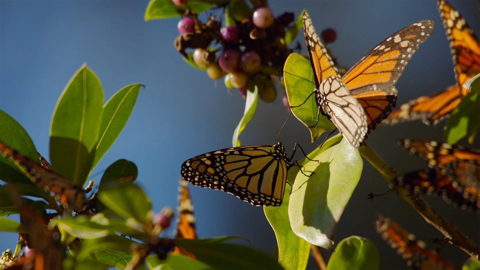 I segreti delle foreste incantate stagione 1