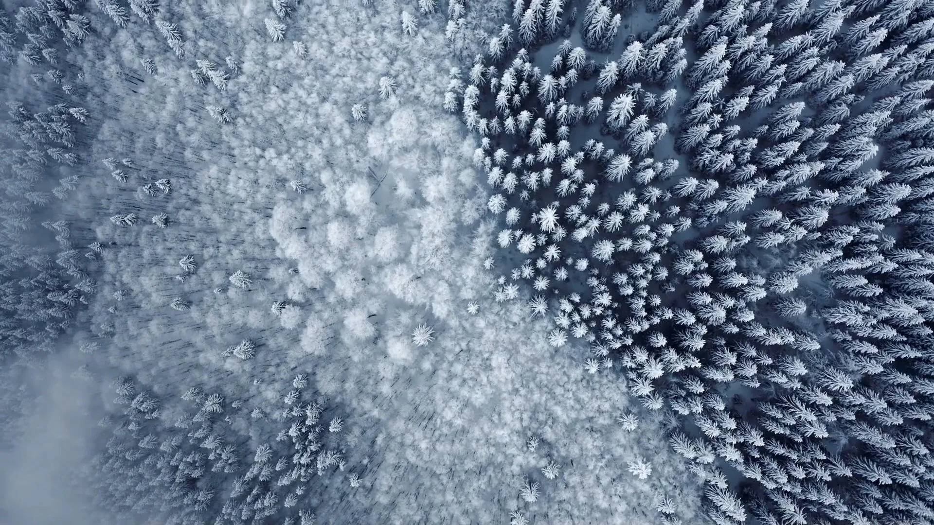 I segreti delle foreste incantate stagione 1