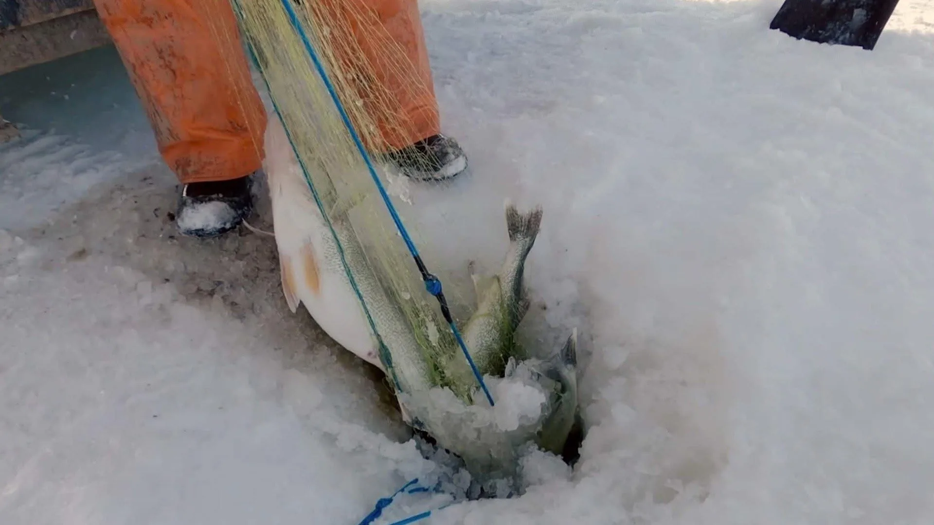 Ice Vikings stagione 1