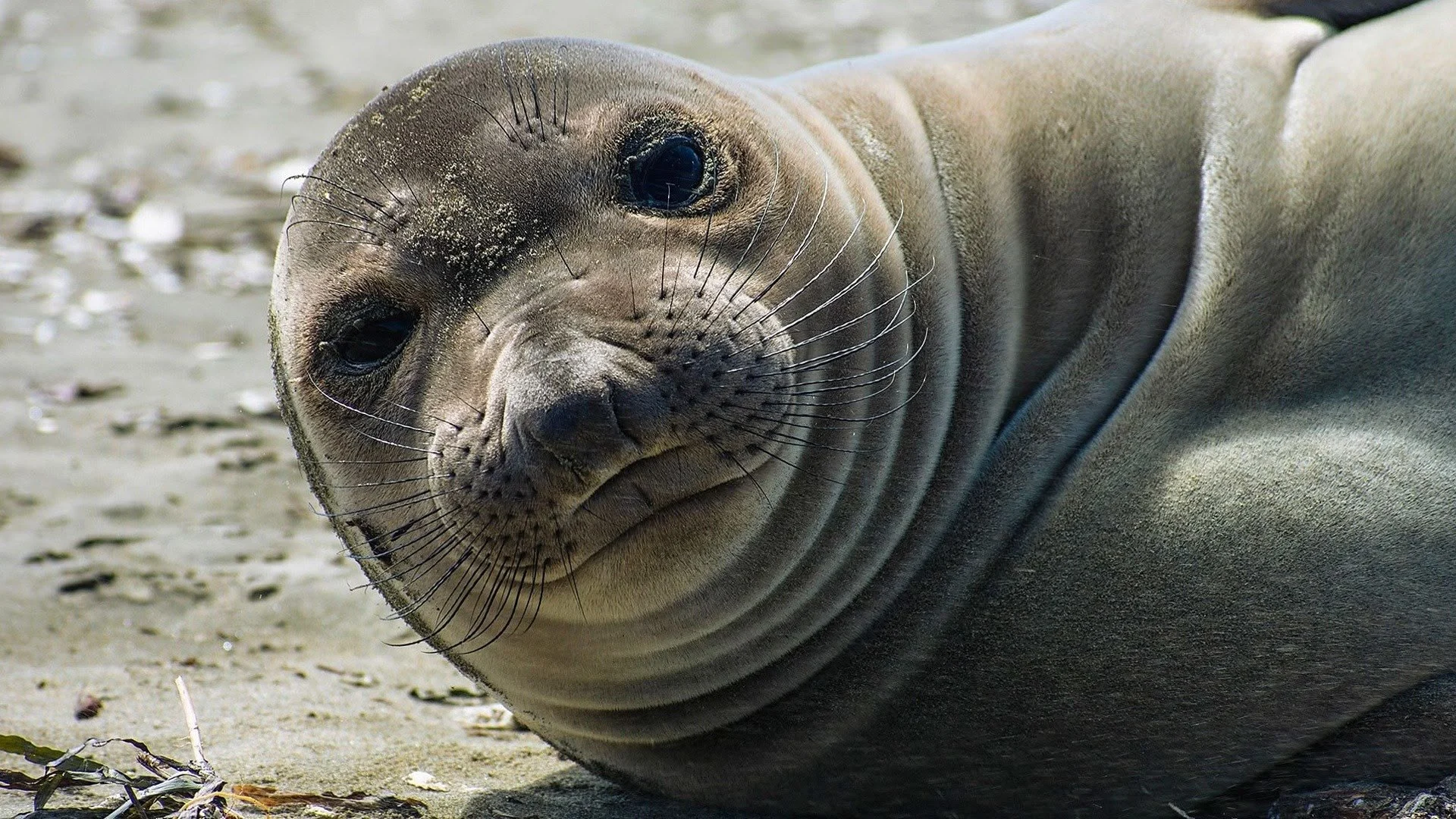 Il grande fratello della natura stagione 2