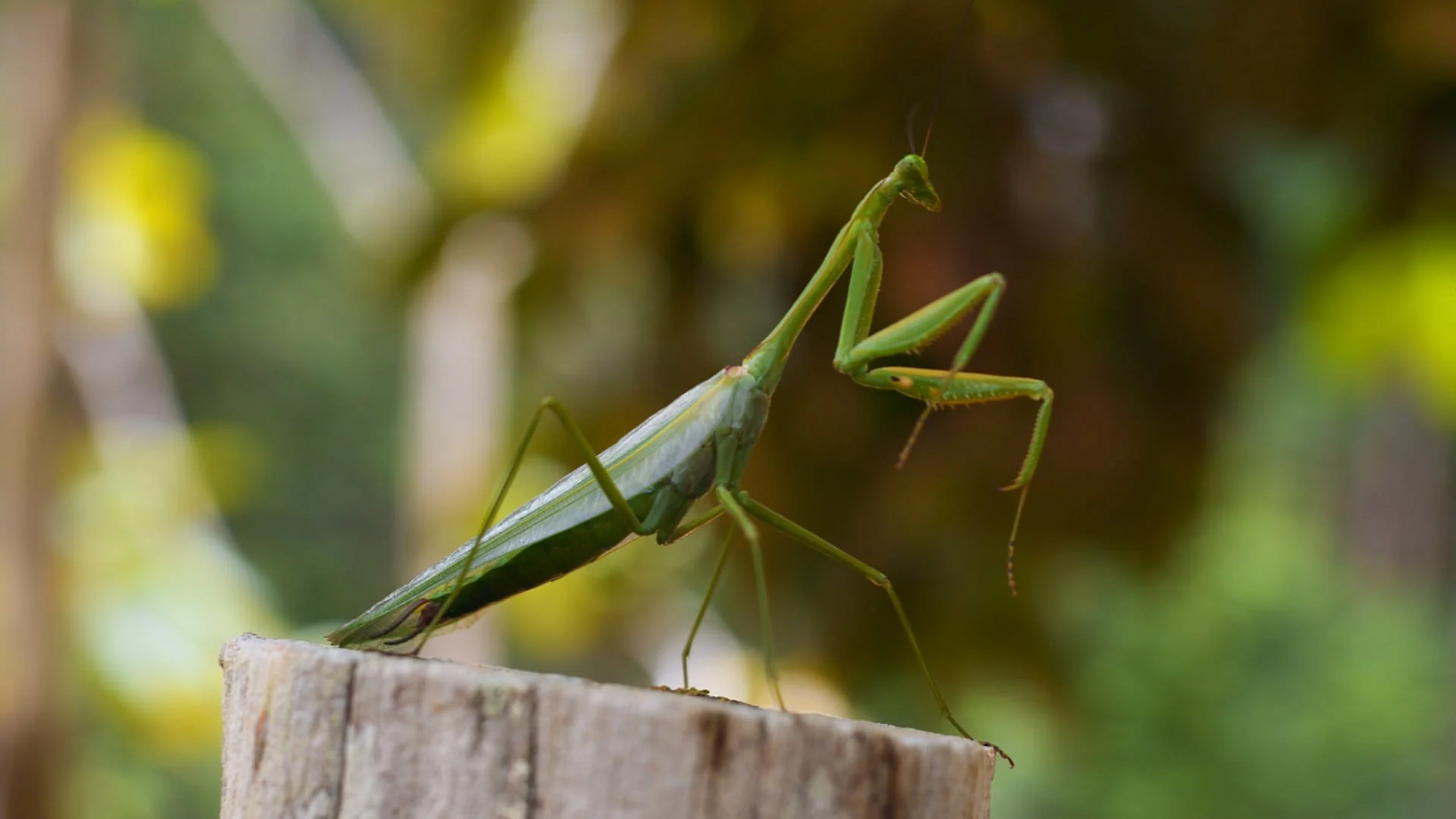 Il mondo degli insetti stagione 1