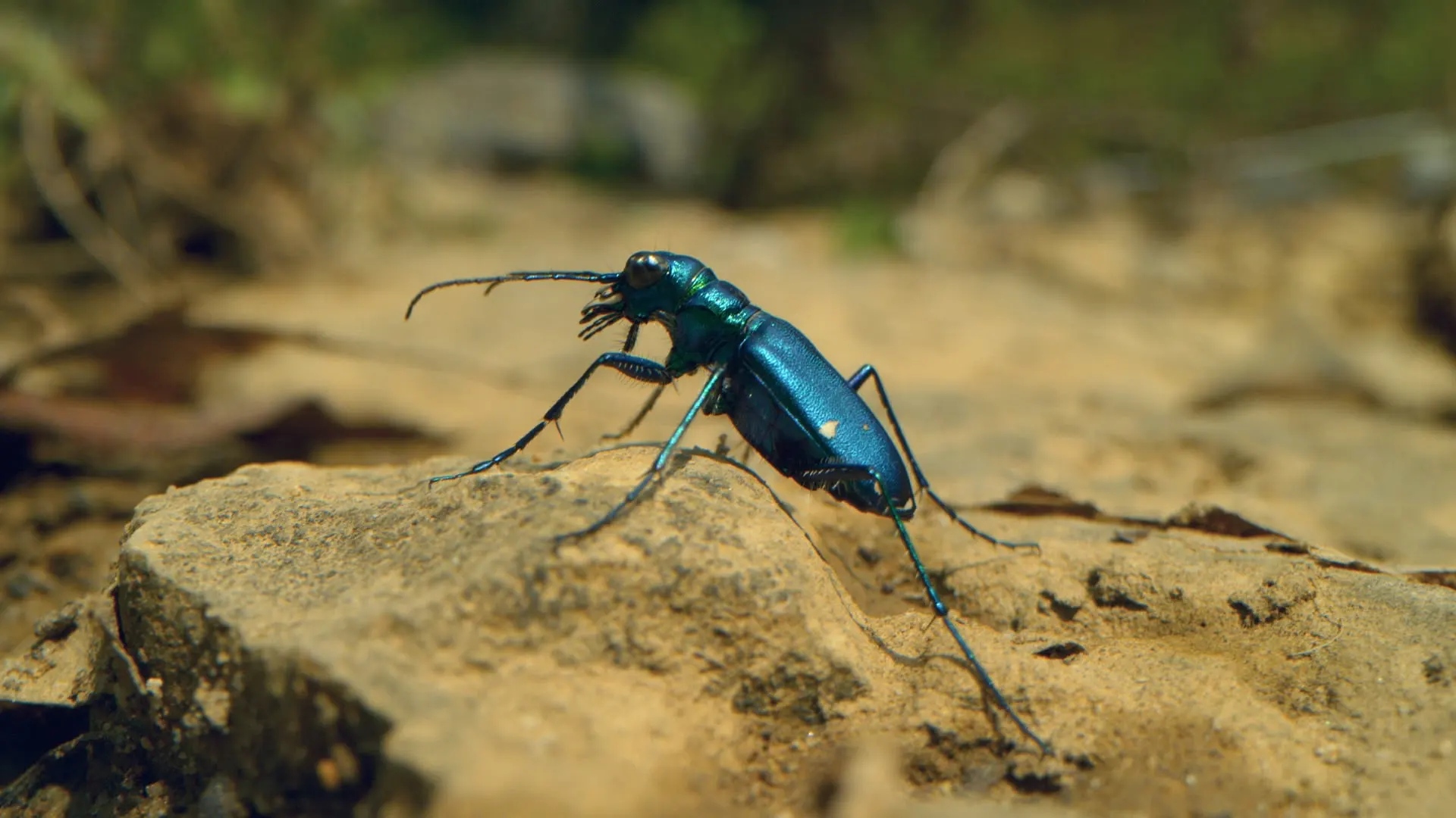 Il mondo degli insetti stagione 1