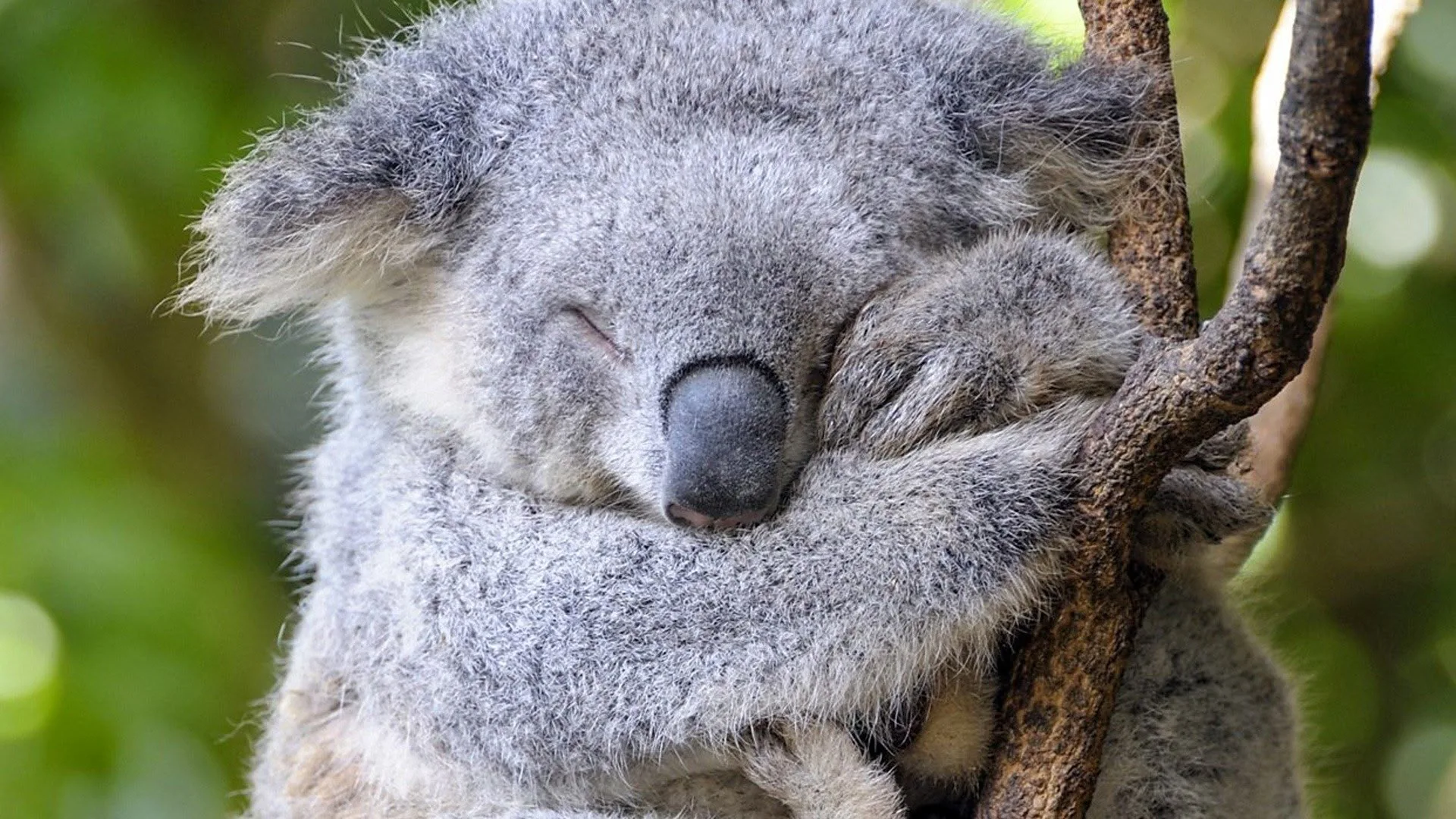 Il grande fratello della natura stagione 2