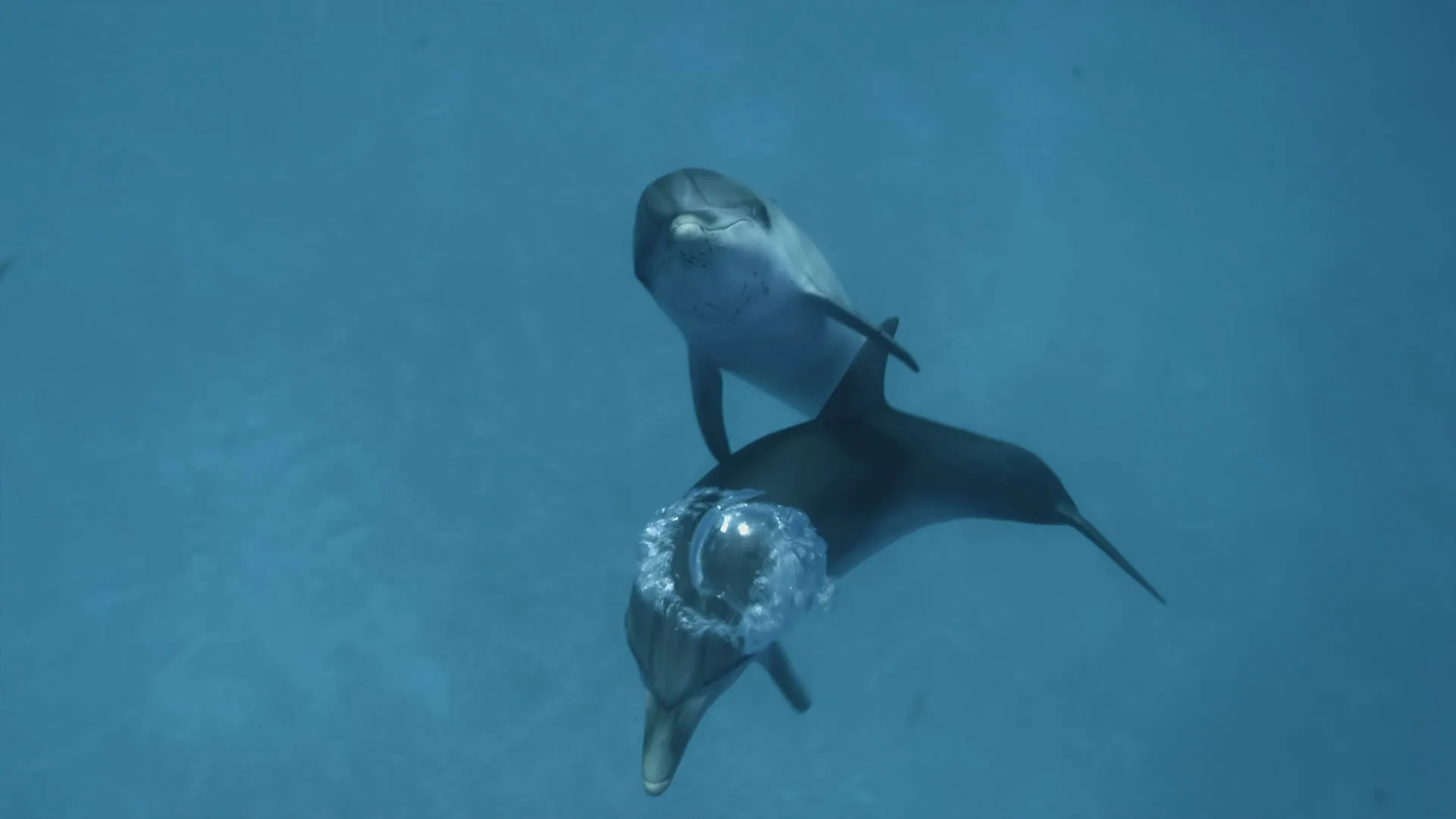 Straordinari Comportamenti Animali stagione 1