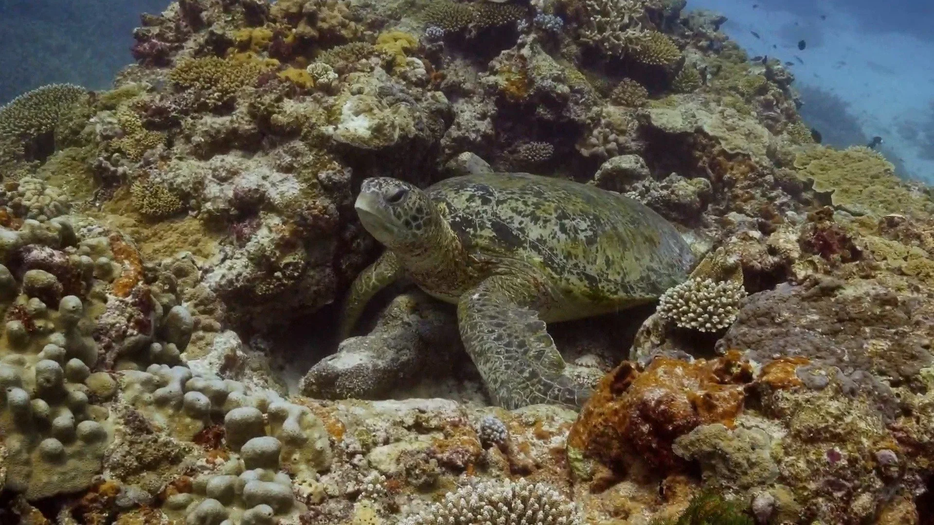 Isole nascoste d'Australia stagione 1