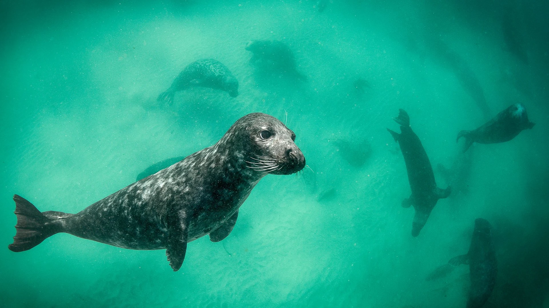 Isole selvagge d'Irlanda stagione 1